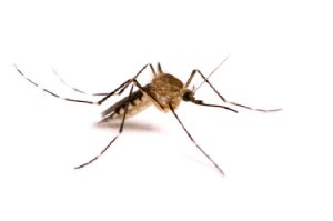 Natural essential oils can be used to ward off pesky mosquitoes